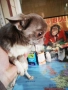 Продавам чихуахуа, снимка 6