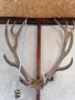 Продавам трофей от благороден елен, снимка 1