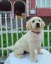 Labrador retriever puppies - Astorela kennel, снимка 4
