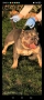 Американско Були Покет/ American Bully Pocket, снимка 9