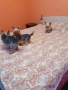  Мини Йорки йоркширски териер 4 кученца, снимка 17