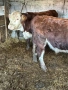 Продавам Мъжки Телета, снимка 2