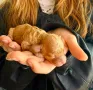 Новородени - Пудел той мини /Toy Mini Poodle - 07.03.2025 г., снимка 3