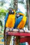 Син и златен папагал ара