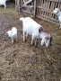 Продавам кози с ярета, снимка 2