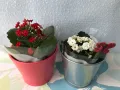 2 бр kalanchoe Каланхое за , снимка 1