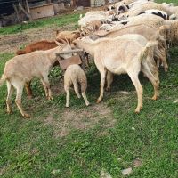 prodavam mladi kozi, снимка 2 - Крави - 45483425