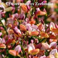 Цитизус - Налични 5 цвята , снимка 2 - Градински цветя и растения - 40810443