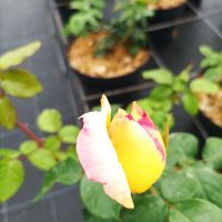 Роза „Мадам Мейланд“, Rose Madame A. Meilland, снимка 3 - Градински цветя и растения - 45829808