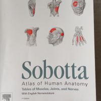Sootta Head, Neck and Neuroanatomy, снимка 2 - Специализирана литература - 45035107
