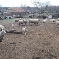 Продавам овце, снимка 13 - За селскостопански - 44937151