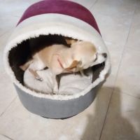 Легло за кученце или коте, снимка 2 - За кучета - 45524539
