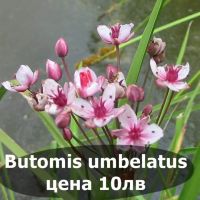 Водни лилии и водни растемия, снимка 7 - Градински цветя и растения - 45775201