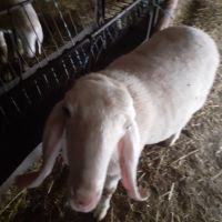 Продавам агнета, овце и кочове, снимка 3 - Овце - 46029898
