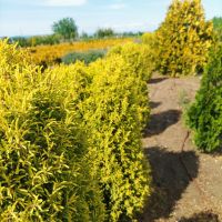 Юниперус комунис Gold Cone (Juniperus communis Gold Cone), снимка 1 - Градински цветя и растения - 45586752