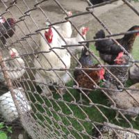 Продавам кокошки и петел, снимка 3 - други­ - 45742932