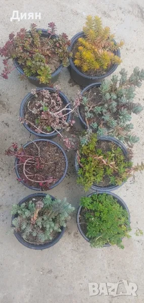 Седум, снимка 1