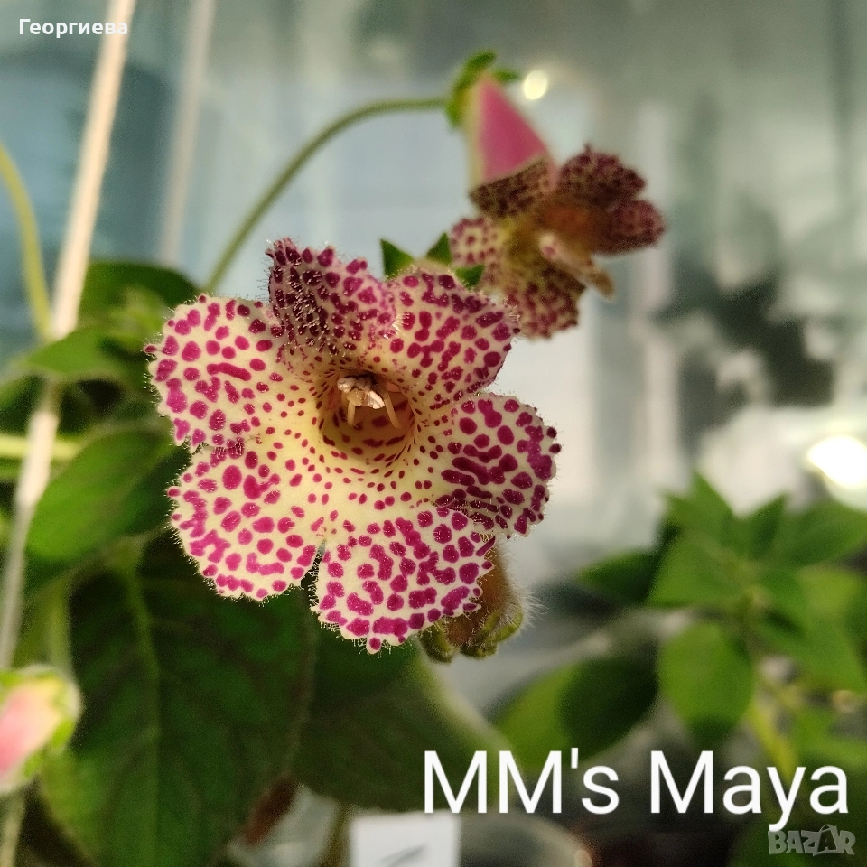 разменям ризоми от колерия, снимка 1