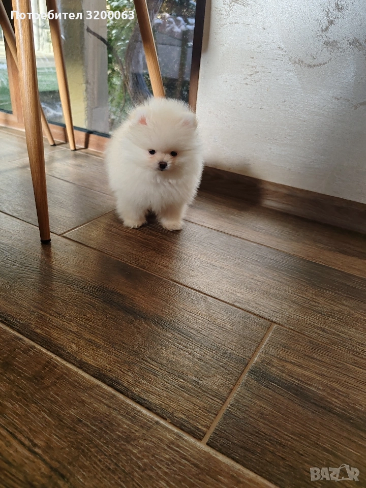 Померан мини мини , снимка 1