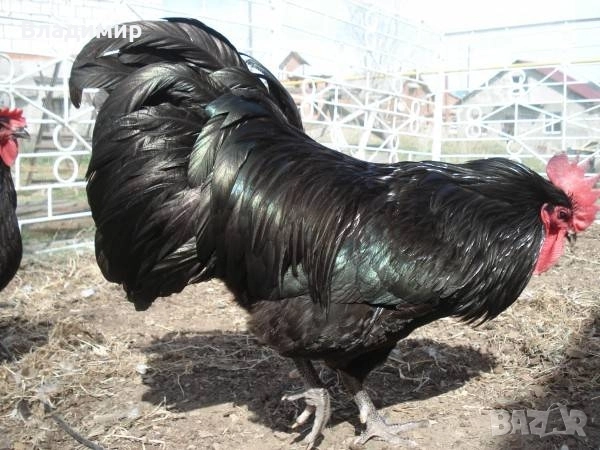 Петел Порода Астролоп , снимка 1