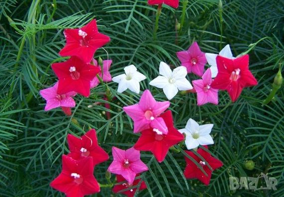 семена от кипърска лоза - Ipomoea pennata, снимка 1