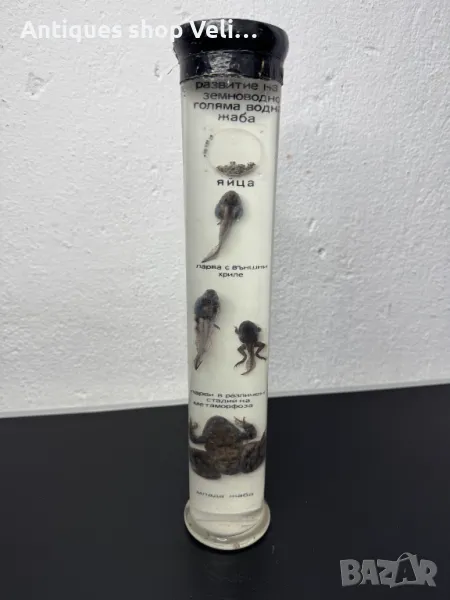 Препарирана жаба в стъкленица №6969 , снимка 1