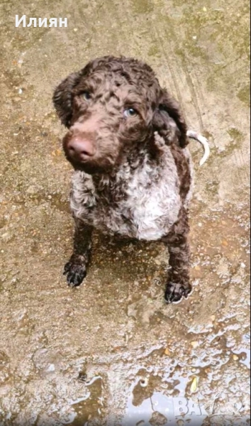 Лагото романьоло, снимка 1