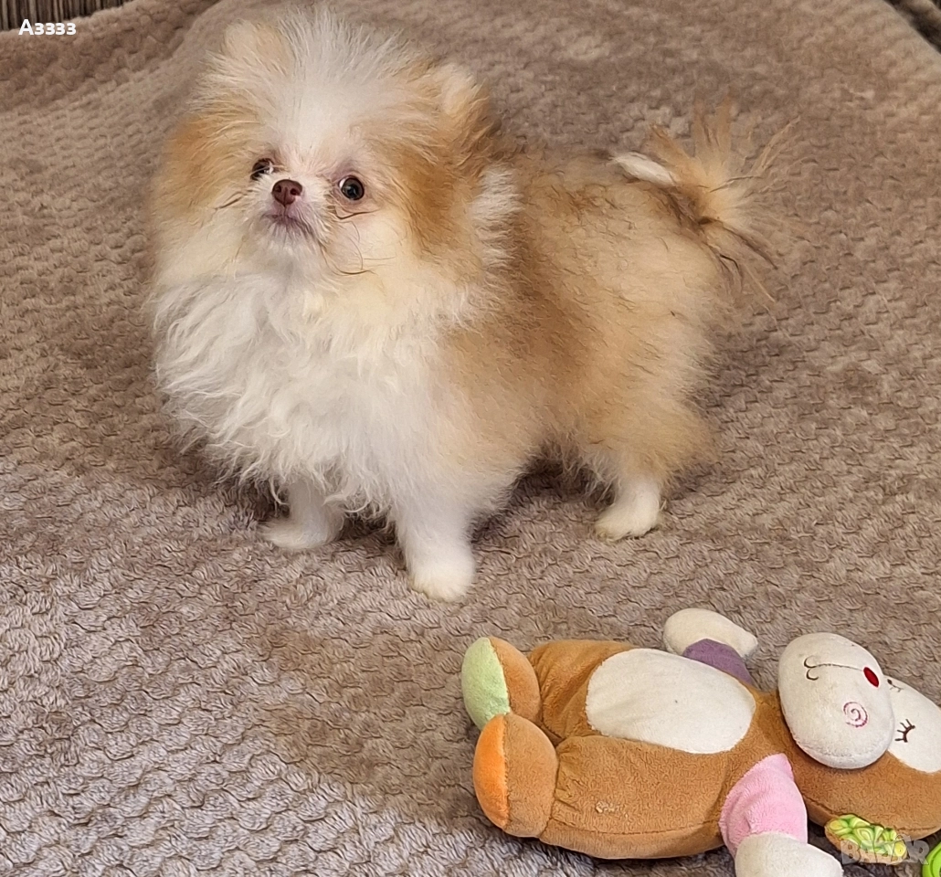 Померан мини, снимка 1