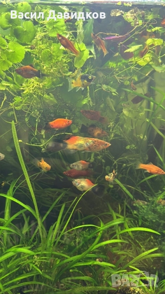 Плата , Молинезия , Гупи , Хелери , снимка 1