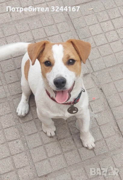 Джак Ръсел, снимка 1