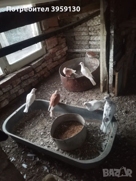 Смеещи се гугутки Ямбол , снимка 1