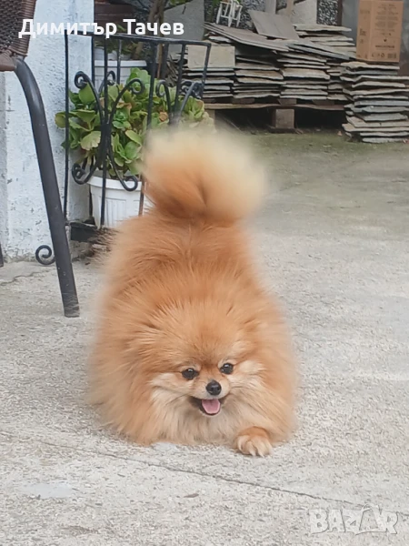 Мъжки померан, снимка 1