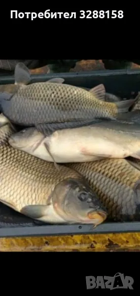 Шаран продавам , снимка 1