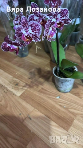 Различни видове цветя, снимка 10 - Стайни растения - 53273122