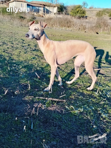 Продавам хрътка, снимка 3 - Хрътка - 52649022