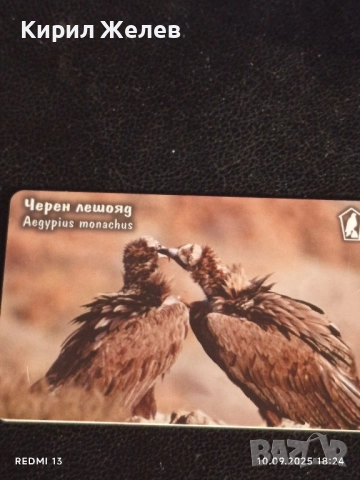 Три фонокарти тема ЖИВОТНИ ЧЕРЕН ЛЕШОЯД, ЩЪРКЕЛИ,КОЗИ за КОЛЕКЦИЯ 21890, снимка 9 - Колекции - 51669802