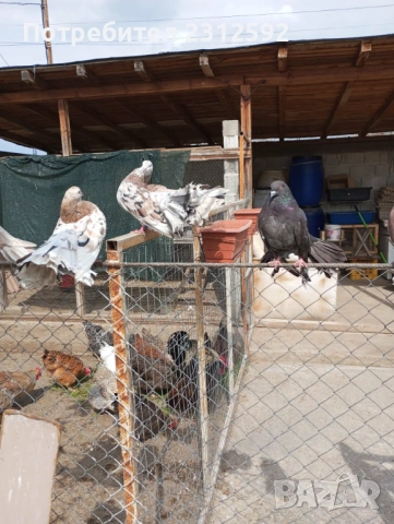 Продават се палунести гълъби!!!, снимка 4 - Гълъби - 53980869