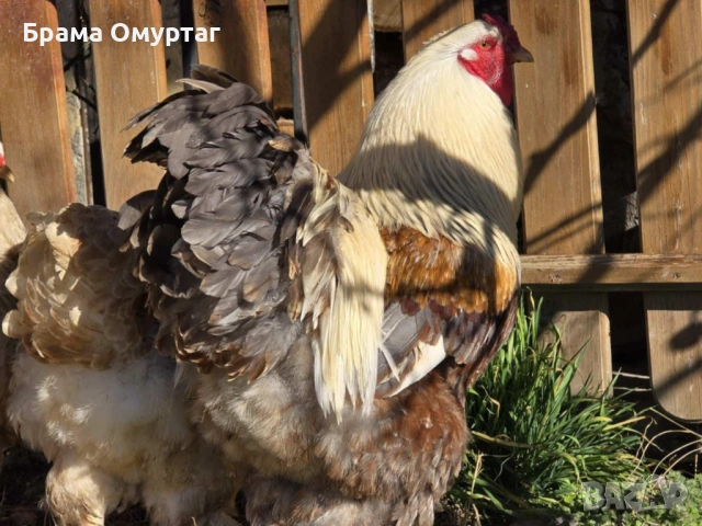 ЕЛИТНИ БРАМИ – РЕДКИ ЦВЕТОВЕ ОТ СЕЛЕКТИРАНИ ЛИНИИ, снимка 13 - Кокошки и пуйки - 50242246