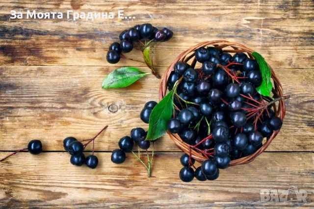 Арония - Растението чудо! , снимка 6 - Градински цветя и растения - 53743992