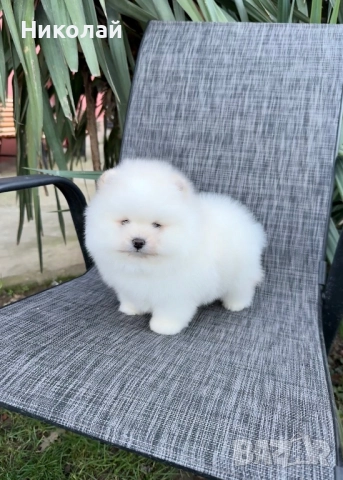 Померан мини момче. Померанче