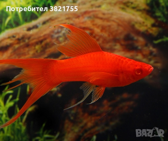 Декоративни рибки, хелер, хелер албино ред, снимка 4 - Рибки - 52128609