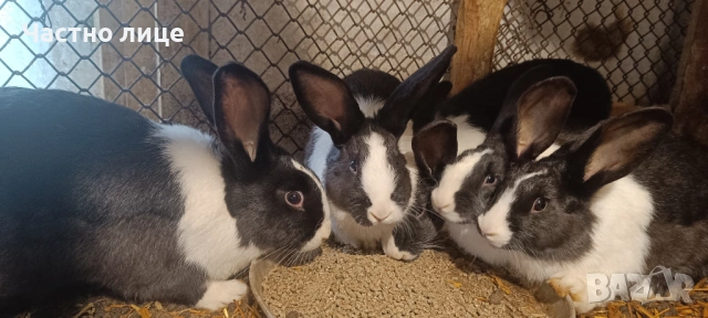 Продавам 3 женски  и 2мъжки млади холандски зайци, снимка 13 - Други - 54044428