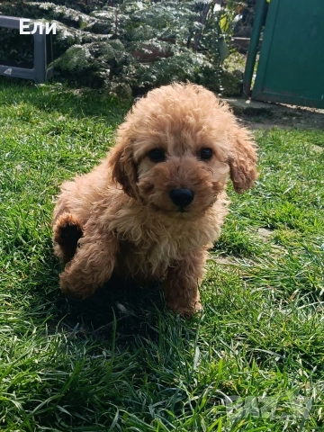 Пудел / Кавапу, снимка 3 - Пудели - 53934093