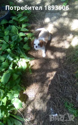 Кавалер Кинг Чарлз шпаньол, снимка 6 - Кавалер кинг чарлз шпаньол - 50016007