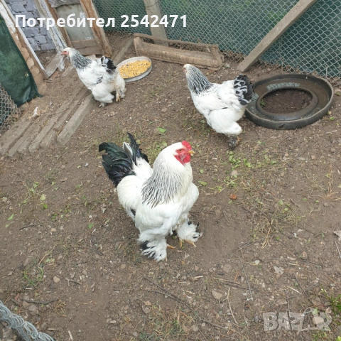 Яйца от Колумбийска брама