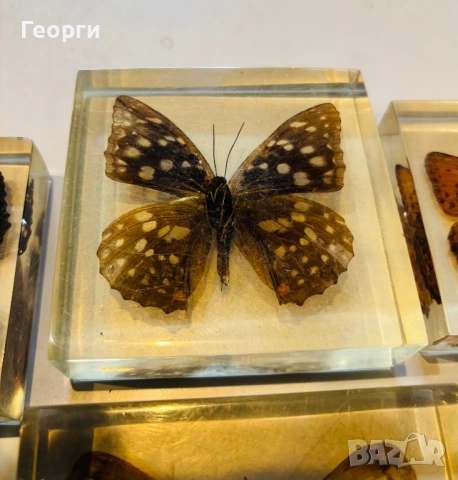 Пеперуди, снимка 15 - Колекции - 53656258