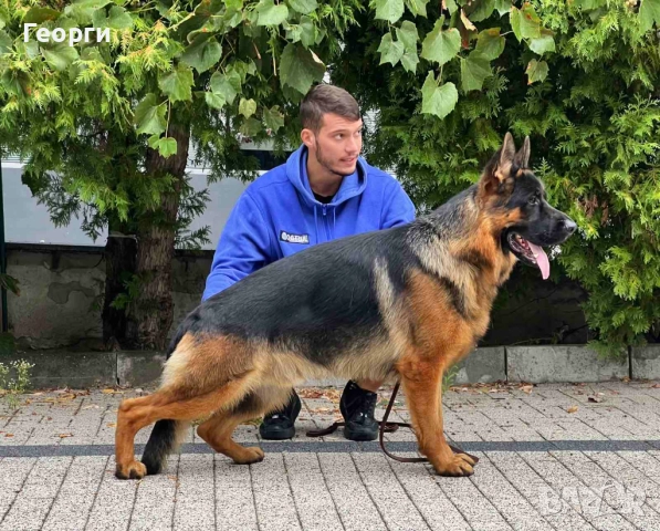 Немски овчарки, снимка 5 - Немска овчарка - 52227880