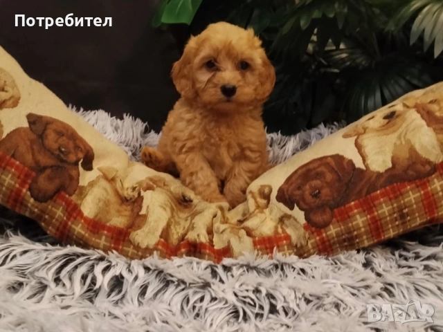 Кокерчета , снимка 3 - Кокер шпаньол - 53486177