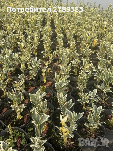 Евонимус , зелен , бяло зелен , жълто зелен, снимка 3 - Градински цветя и растения - 53071393