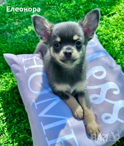 Уникално Мъжко Чихуахуа Синьо с кафяво, снимка 2 - Чихуахуа - 54225094